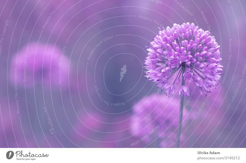 ornamental garlic Elegant Wellness Harmonious Well-being Contentment Senses Calm Meditation Spa Wallpaper Feasts & Celebrations Nature Plant Spring Summer