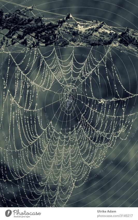 work of art - spider's web in the morning dew Monochrome Spider's web Drop Trickle Net Work of art natural Nature Dew Drops of water Exterior shot Close-up