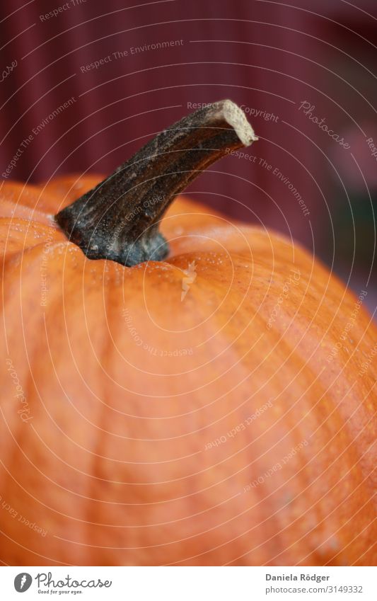 pumpkin Food Vegetable Nutrition Organic produce Vegetarian diet Thanksgiving Hallowe'en Autumn Pumpkin Fresh Healthy Sustainability Natural Original Orange