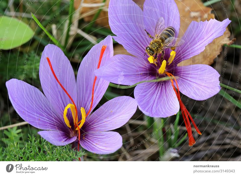 Saffron flowers with bee Nature Plant Autumn Beautiful weather Flower Blossom Animal Wild animal Bee Wing 1 Blossoming To feed Violet Herbs and spices