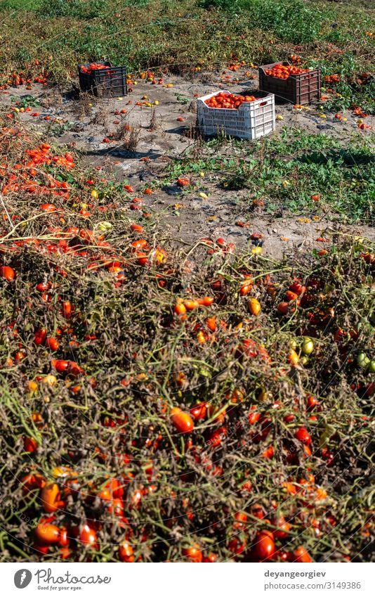 Picking tomatoes manually in crates. Tomato farm. Plant Growth Fresh Natural Red Agriculture picking Industrial Crate cultivate Biotechnology production