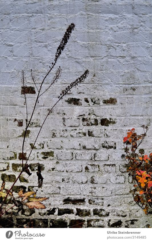 Natural Graffiti | UT HH 19 Nature Plant Autumn Flower Grass Hamburg Downtown Manmade structures Building Wall (barrier) Wall (building) Stand To dry up Dark