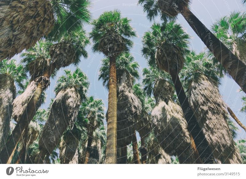 palm Palm tree Palm frond Palm beach Palm roof Palm House palm branches palm garden USA National Park Americas