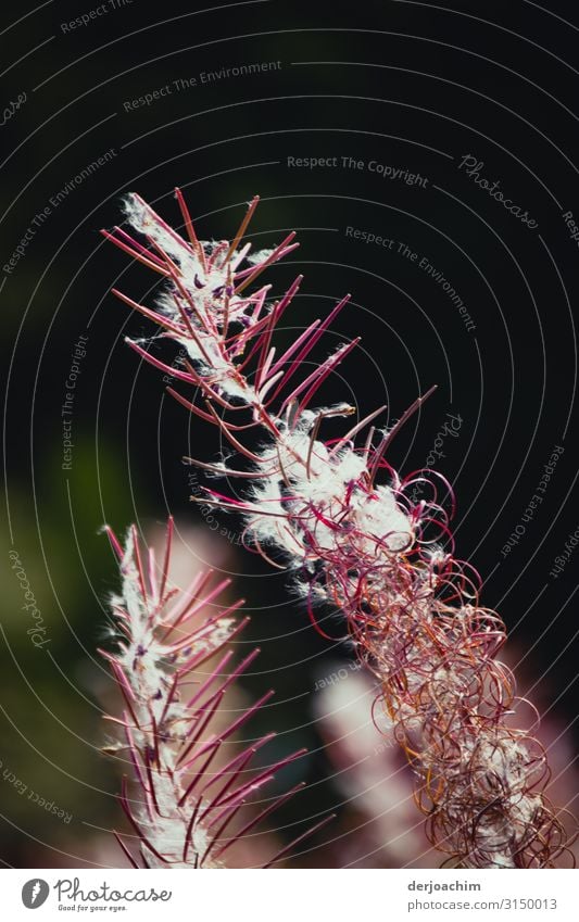 Withered is the beautiful plant. A white down is on the plant. Joy Harmonious Nature Autumn Beautiful weather Wild plant Forest Bavaria Germany Flower Observe