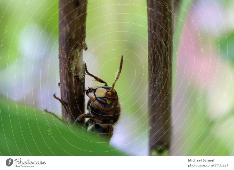 hornet Animal Wild animal Insect Hornet To feed Sustainability Natural Appetite curl Eating Colour photo Close-up Macro (Extreme close-up) Deserted