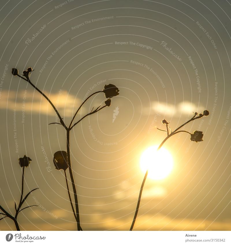 buttercup inflammation Plant Sky Night sky Sun Sunrise Sunset Summer Beautiful weather Flower Crowfoot Meadow Blossoming Illuminate Growth Dark Thin Simple