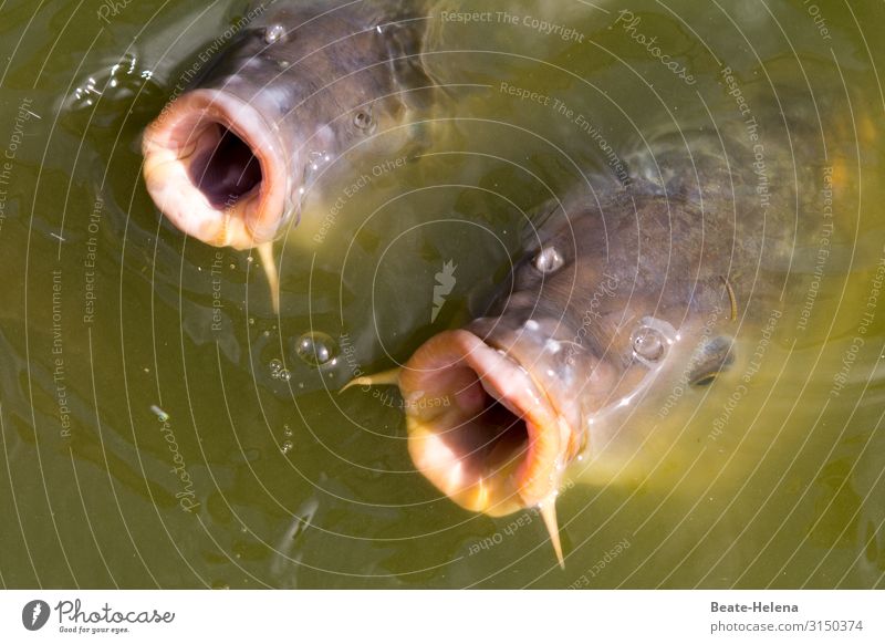 Taken literally l They can't get their mouths full: hungry carps look out of murky water Fish Carp hunger Voracious Muzzle Fish mouth Round Water Dreary