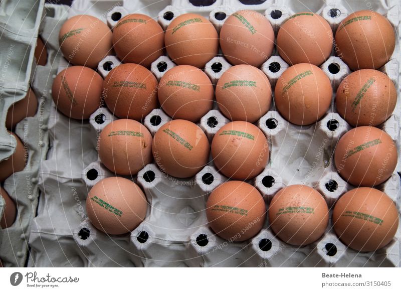 Eggs in a carton Eggs cardboard Food Nutrition Eggshell Hen's egg Close-up Organic produce Fresh Deserted