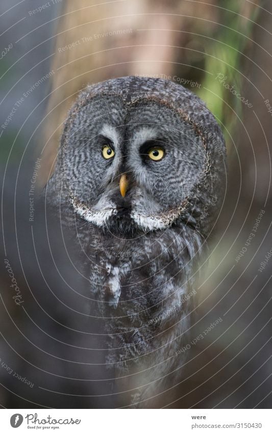 owl looks into the camera Nature Animal Wild animal Bird 1 Soft Falconer plumage prey bird of prey copy space falconry feathers flight fly hunting majestic