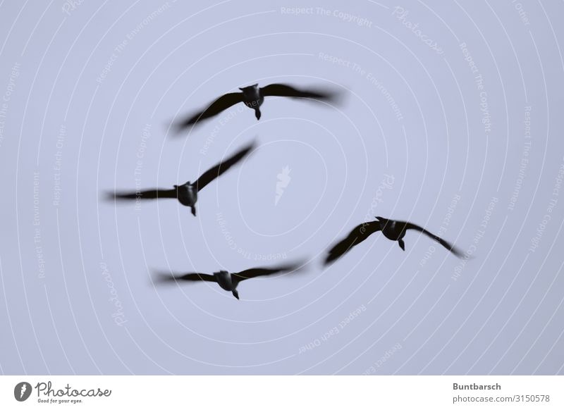 elegant departure to the south Environment Nature Animal Sky Autumn Wild animal Bird Wing Goose 4 Group of animals Flock Animal family Flying Esthetic Elegant