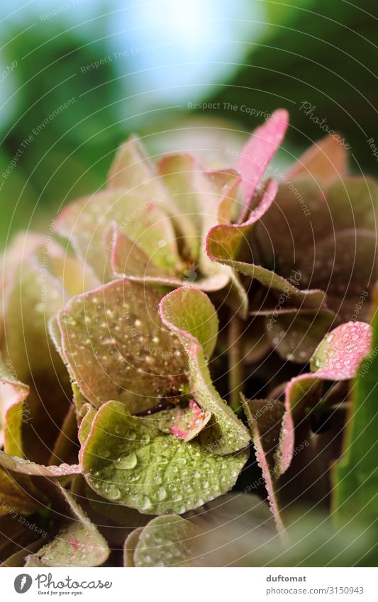 fresh morning Nature Plant Drops of water Sunlight Autumn Climate Weather Beautiful weather Leaf Blossom Foliage plant Agricultural crop Wild plant Pot plant