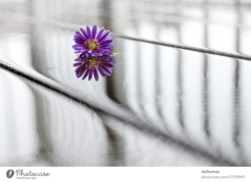 reflection Environment Nature Plant Water Drops of water Autumn Climate Climate change Weather Bad weather Rain Flower Aster Garden Decoration Blossoming