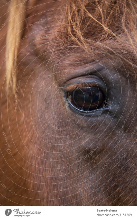 Horse eye: always watching you Horse's eyes Observer post Animal Eyes Brown Horse's head Looking Mane Pelt Exterior shot Looking into the camera