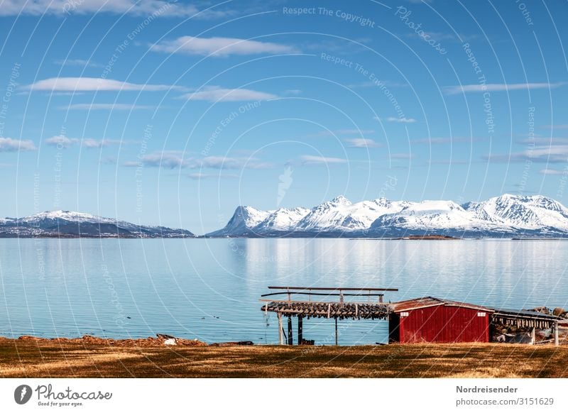 Stockfish in Lofoten Vacation & Travel Far-off places Summer Ocean Island Mountain Agriculture Forestry Nature Landscape Elements Sky Clouds Sun