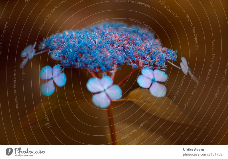 Delicate flowers of hydrangea blurriness Neutral Background Copy Space bottom Deserted Macro (Extreme close-up) Detail Close-up Exterior shot naturally