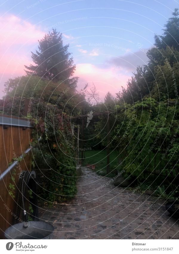 garden in front of berlin sky Sky Summer Tree Virginia Creeper Fir tree Rose whistling winch Garden Berlin Germany Europe Town Capital city Outskirts Deserted