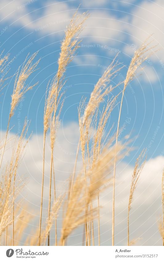 Reed (Phragmites australis) in the wind Trip Freedom Hiking Environment Nature Landscape Plant Elements Sky Clouds Summer Autumn Weather Beautiful weather Wind