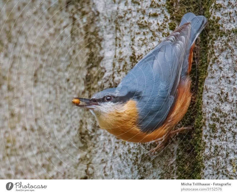 Nuthatch with a grain in its beak Nature Animal Sunlight Beautiful weather Tree Tree trunk Wild animal Bird Animal face Wing Claw Eurasian nuthatch Head Beak