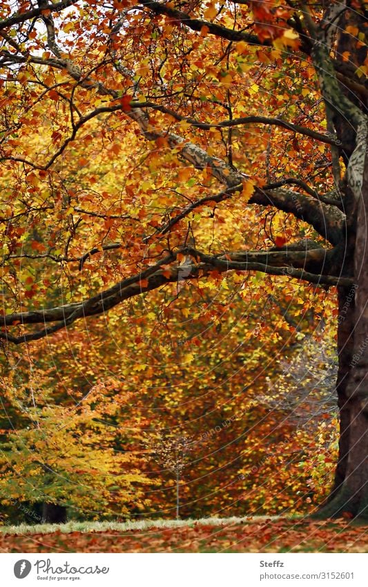 autumn tree Autumn leaves Tree Deciduous tree November Seasons autumn impression leaf wall Transience autumn leaves Autumnal colours transient autumn colours