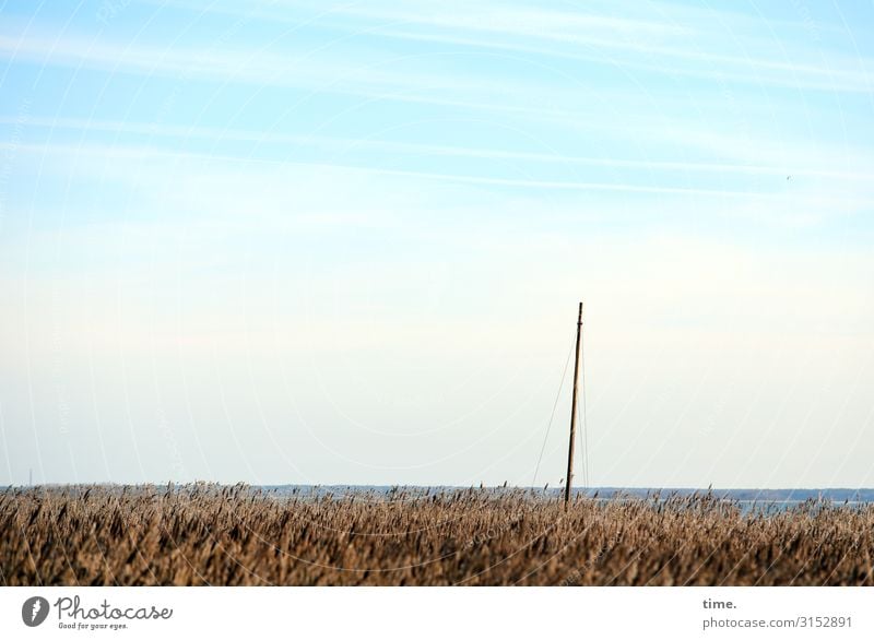 Heimatfilm (II) Food Grain Environment Nature Landscape Water Sky Horizon Beautiful weather Plant Agricultural crop Field Ocean Baltic Sea Boddenlandscape NP