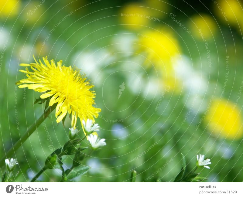 Sun worshipper I Dandelion Meadow Green Yellow Nature Macro (Extreme close-up) sun