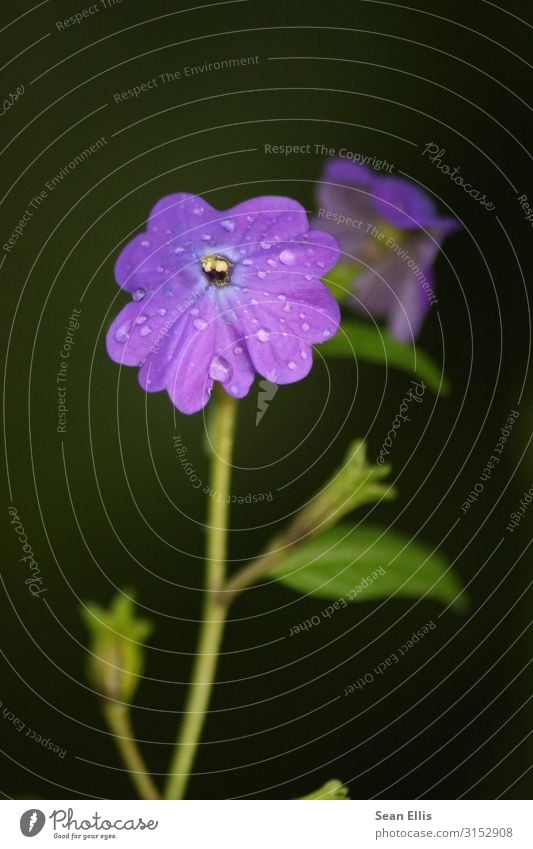 Morning Dew On Purple Flower Environment Nature Plant Drops of water Beautiful weather Blossom Park Philippines Wet Violet Colour photo Macro (Extreme close-up)