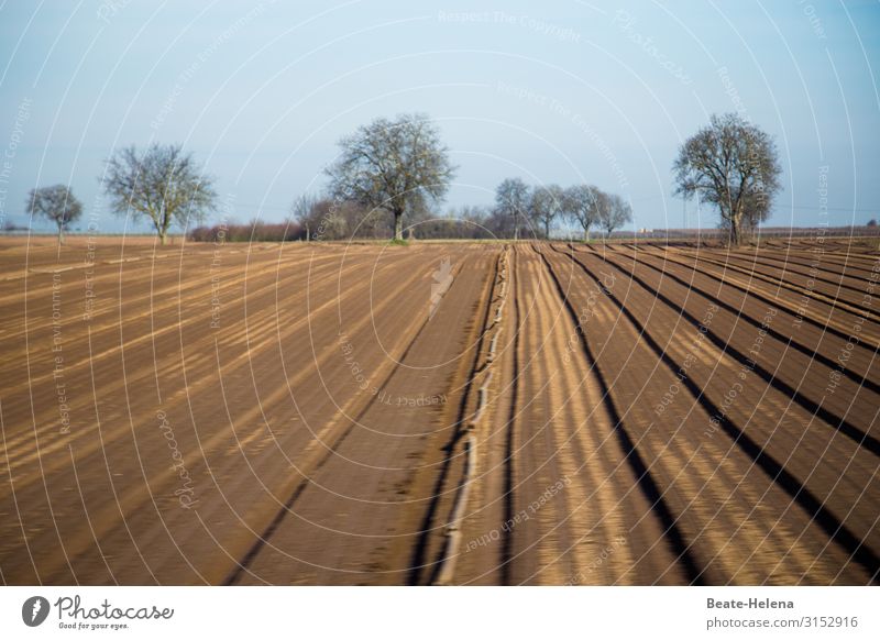 next summer will come for sure Field harvested Light Sky Sun Landscape Nature Deserted trees Sparse Environment Beautiful weather Autumn Expectation Preparation