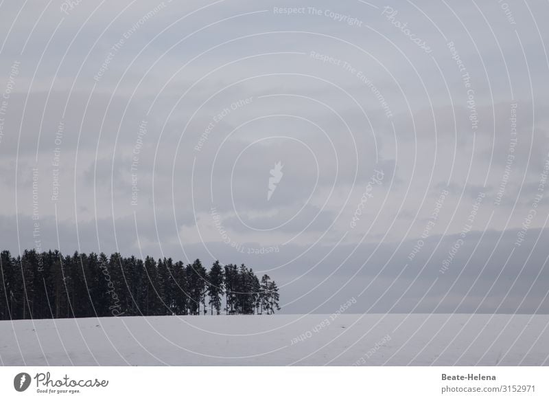 Black Forest winter landscape Winter Snow firs Nature Landscape Exterior shot Deserted Cold trees Frost Snowscape White Winter mood Winter's day Snow layer