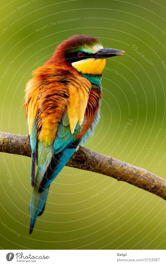 Portrait of a colorful bird Exotic Beautiful Freedom Nature Animal Bird Bee Glittering Feeding Bright Wild Blue Yellow Green Red White Colour wildlife bee-eater