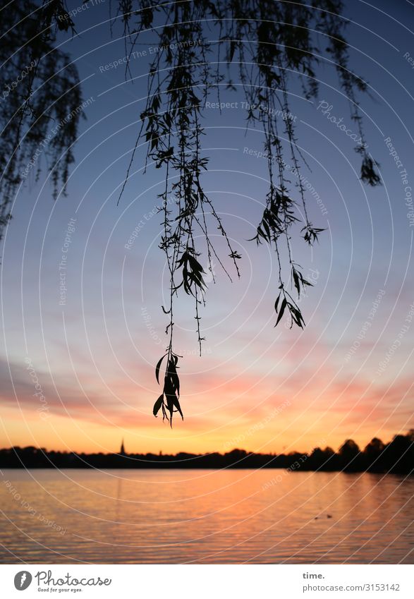 Alster twilight Environment Nature Landscape Water Sky Horizon Sunrise Sunset Tree Twigs and branches Coast River bank Beach Lake Banks of the Alster Hamburg