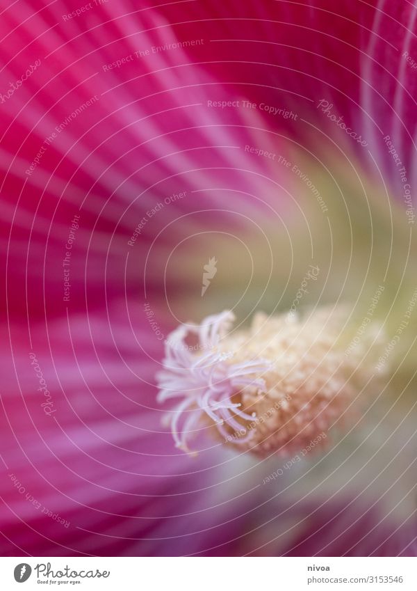 Hibiscus Plant Flower Detail Hibiscus rosa-sinensis Close-up Blossom Macro (Extreme close-up) Nature Colour photo Beautiful Summer Exterior shot Blossoming