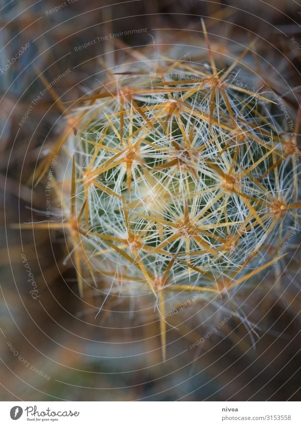 Cactus Detail Sharp Plant botanical Colour photo Green Nature Botany Close-up Macro (Extreme close-up) Garden Beautiful Natural Flower Summer blur background