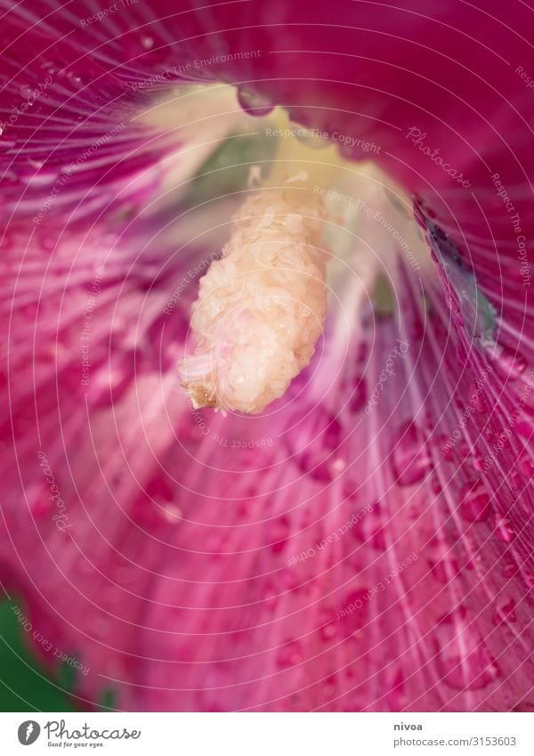 Hibiscus Detail Hibiscus rosa-sinensis Flower Plant Blossom Nature Colour photo Summer Close-up Macro (Extreme close-up) Beautiful Exterior shot Day Blossoming