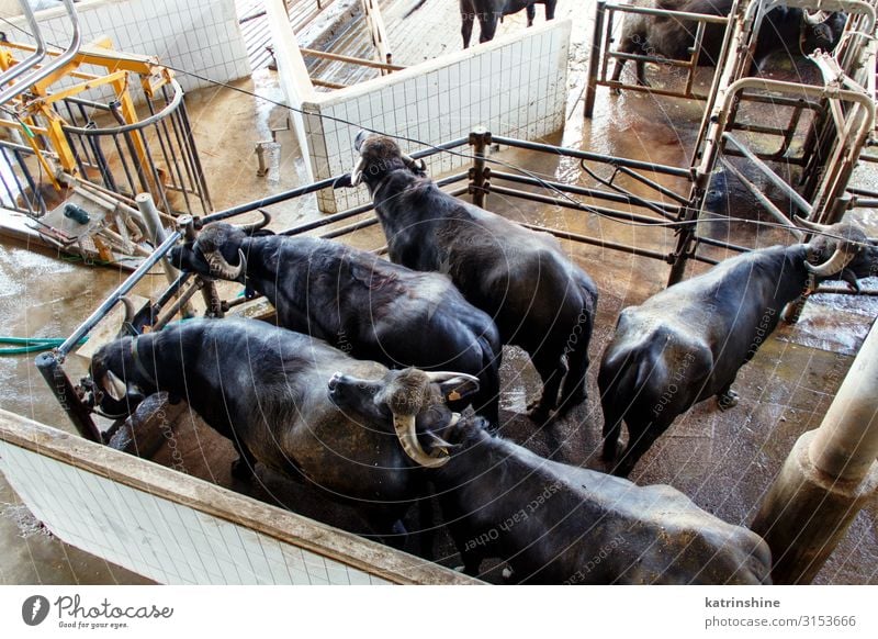 Buffalo breeding, Campania, Italy Nature Landscape Animal Cow Environment agricolture Beast Feed bovine Salerno Farm Agriculture food milk Mozzarella Ranch