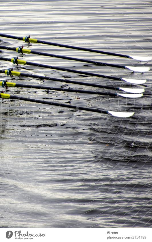 we are all in the same boat... | UT Hamburg Fitness Sports Training Aquatics Sports team Sport boats Paddle Water Lake River Watercraft Parallel Line Equality