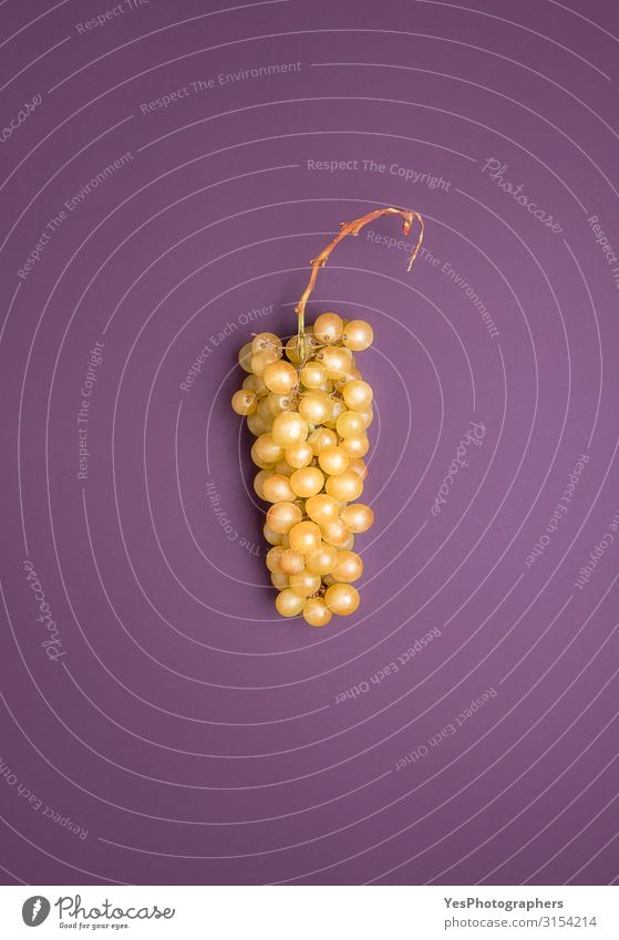 Riesling white grape on a purple background. German grapes Fruit Healthy Eating Autumn Fresh Natural Germany Johannisberger Rhine region above view agriculture