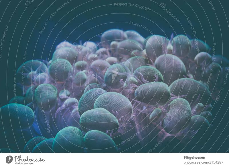 jelly Jellyfish plague with jellyfish Jellyfish Nebula jellyfish pool jellyfish blue jellyfish blue jellyfish Aquarium