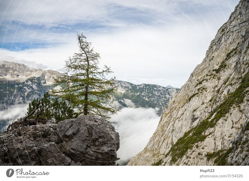 Tree on the rock Nature Landscape Plant Sky Clouds Autumn Beautiful weather Rock Alps Mountain Peak Discover Fitness Walking Vacation & Travel Hiking