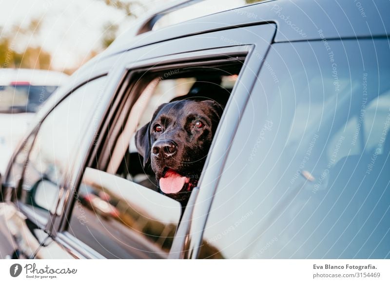 beautiful black labrador in a car ready to travel. City background. Watching by the window at sunset. Travel concept Dog Car Labrador Black Vacation & Travel