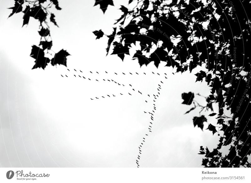 Autumn Cinema Nature Landscape Tree Maple tree Maple leaf Wild animal Bird Crane Group of animals Flock Flying Retro Black White Emotions Moody Target