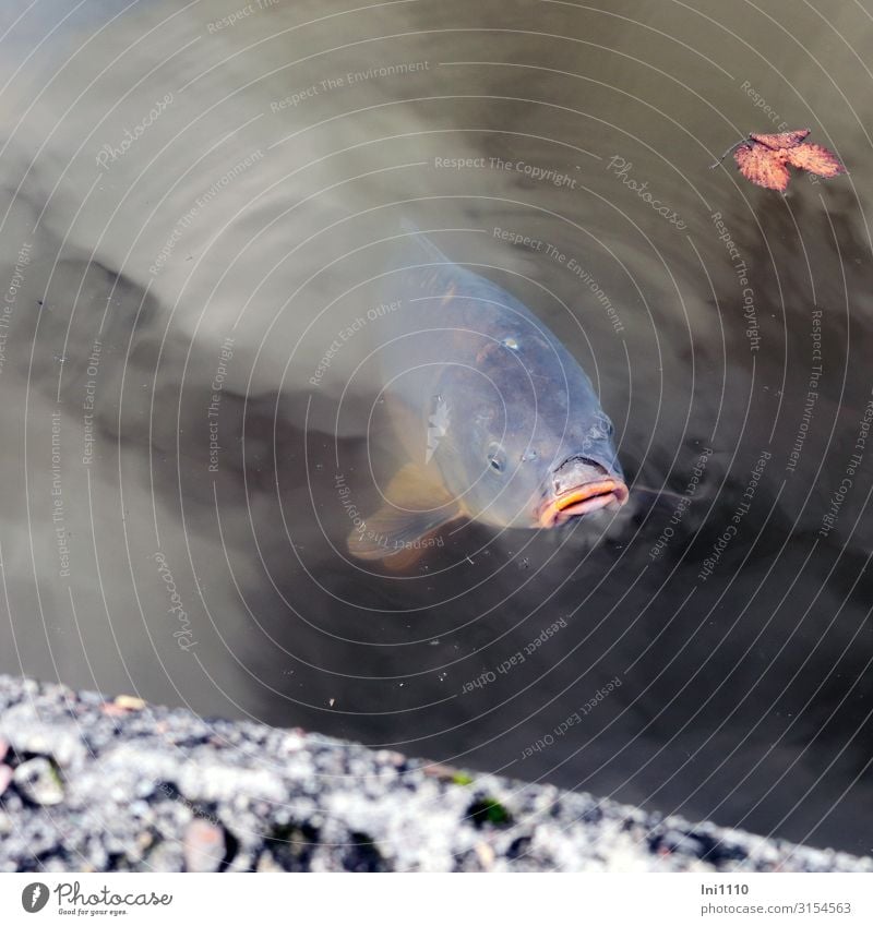 Carp | UT Hamburg Nature Water Autumn Beautiful weather Garden Park Lakeside Pond Port City Fish 1 Animal Blue Gray Orange Black White Botanical gardens