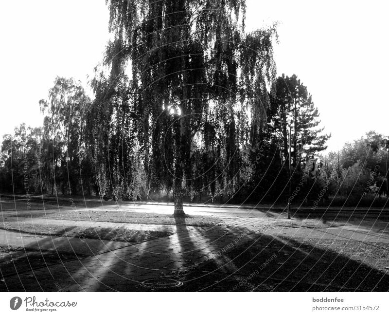 Birch in autumnal back light Nature Landscape Plant Sunlight Autumn Beautiful weather Tree Small Town Deserted Street Emotions Contentment Romance Grateful