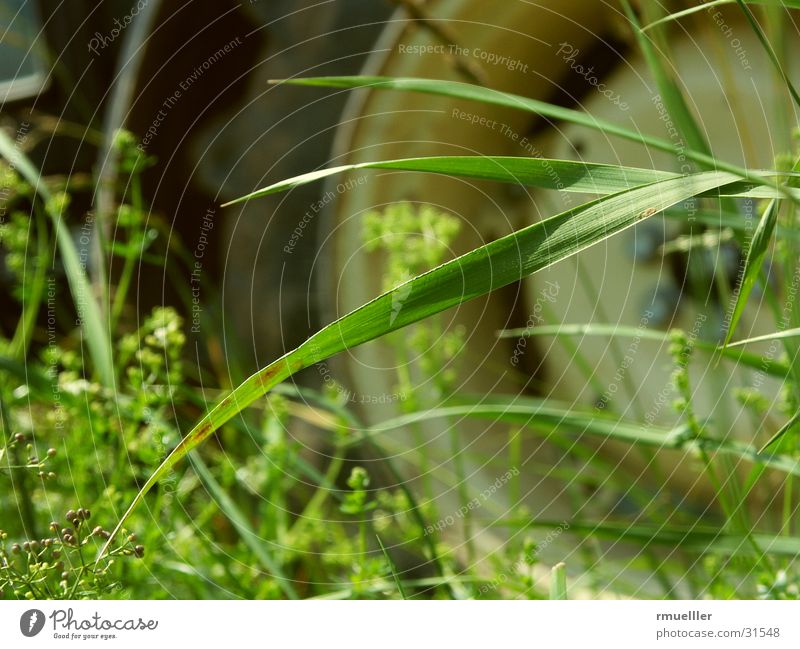 I'll flatten you out... Tractor Vehicle Grass Field Agriculture Work and employment Green Nature Technology Car