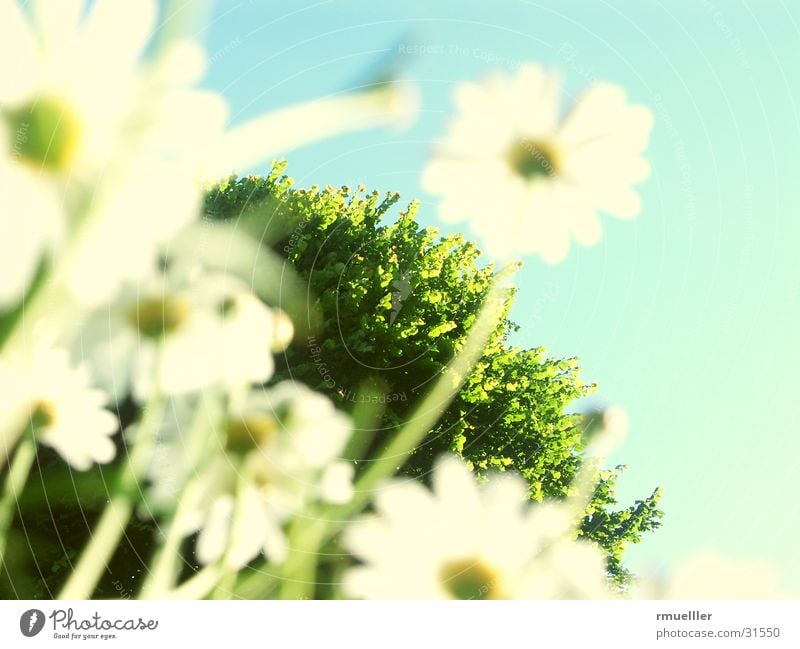 We are the biggest... SECOND Marguerite Flower Tree Nature Sky