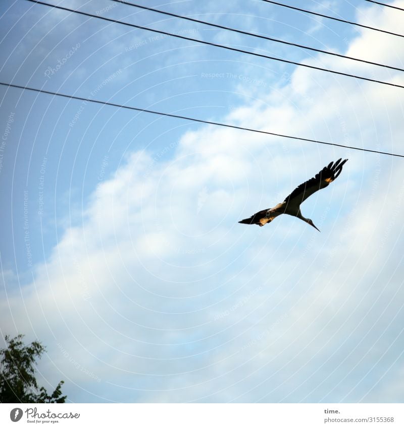 SINKFLUG Technology Energy industry Cable High voltage power line Sky Clouds Beautiful weather Tree Bird Stork 1 Animal Line Flying Dark Watchfulness Serene