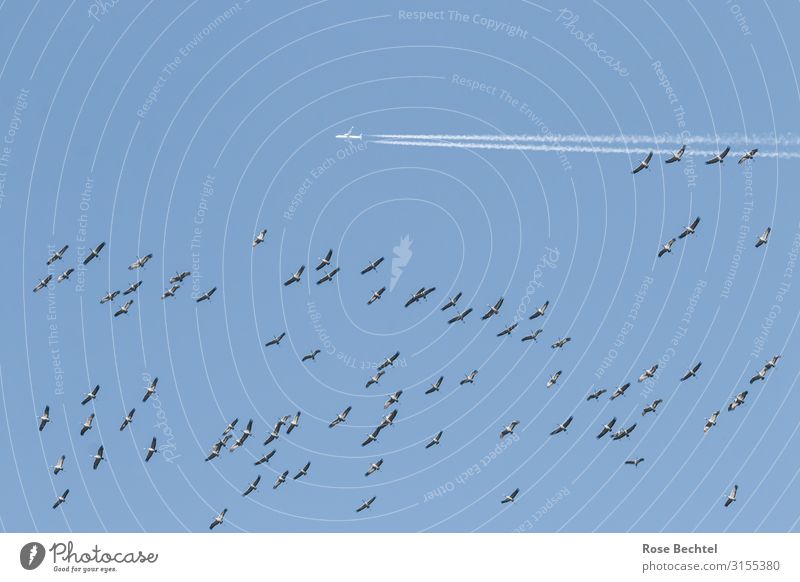 flight operations Sky Autumn Aviation Airplane Passenger plane Wild animal Bird Flock Flying Tall Speed Blue White Environment Crane Flock of birds Vapor trail