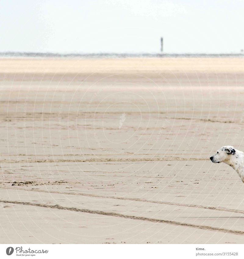 beach dweller Environment Nature Landscape Sand Sky Horizon Beautiful weather Coast Beach Ocean North Sea North Sea Islands Rømø Animal Pet Dog Animal face 1