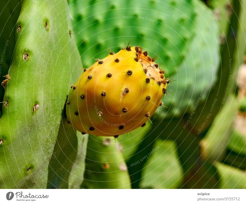 prickly Vacation & Travel Nature Summer Climate change Drought Plant Cactus Field Touch Blossoming Aggression Exceptional Threat Exotic Point Thorny Dry Brown