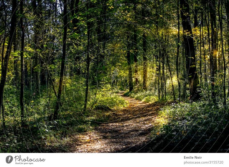 Walk in the Innaue Nature Landscape Plant Sun Sunlight Autumn Beautiful weather Tree Leaf Forest Hiking Colour photo Exterior shot Day