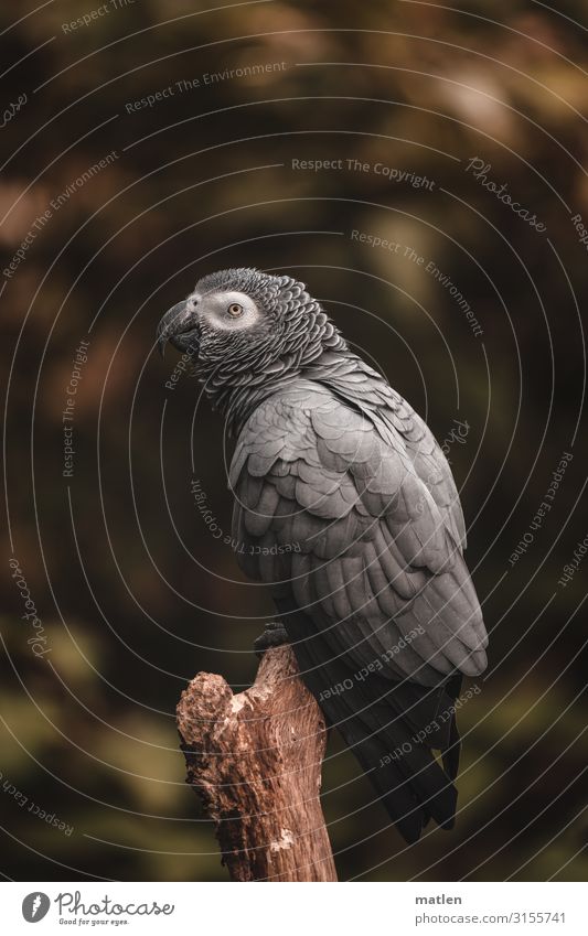 Jimmy Animal Bird 1 Wood Sit Brown Gray Green Calm Grey Parrotlet Parrots Branch Colour photo Subdued colour Exterior shot Close-up Copy Space left